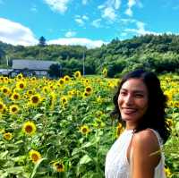 Sightseeing in sakiwai field