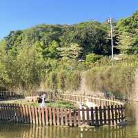 大有梯田生態公園 🌳🌸 自然奇蹟 