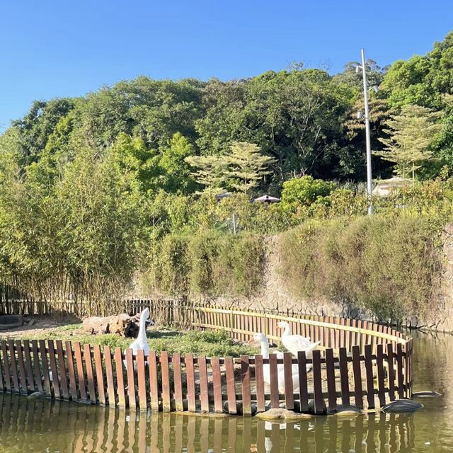 大有梯田生態公園 🌳🌸 自然奇蹟 