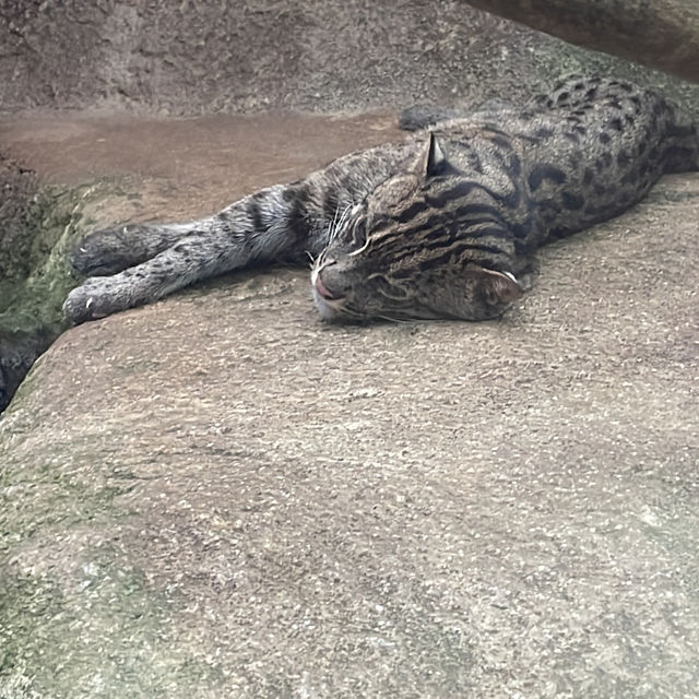 神戶動物王國🐶🐱🐰🐷🐻🦊🐯🐷🐒🐧🦉🐴🐢🐍🐪🦘🦜🦦🐿️🦫🦥🦝