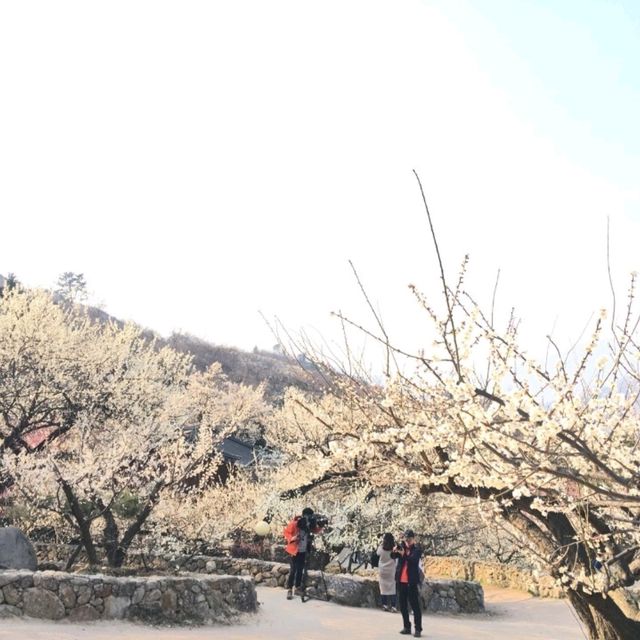 整個山頭真的狀觀和很美💮👍光陽梅花村