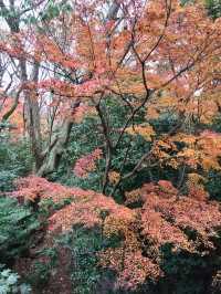 京都賞楓好去處*東福寺*