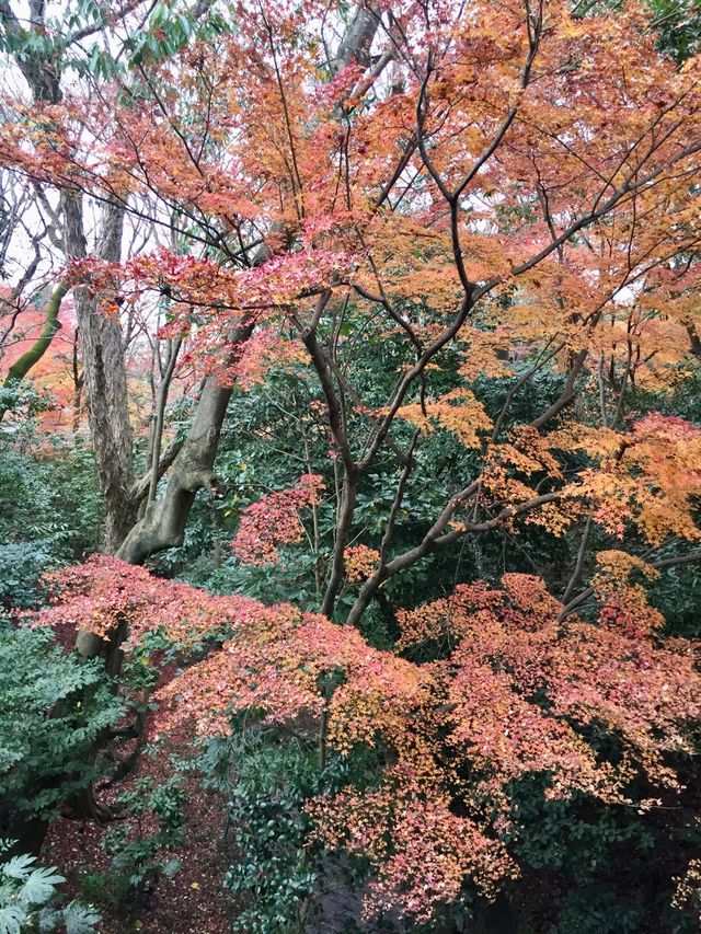 京都賞楓好去處*東福寺*