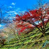 四季桜公園