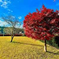 四季桜公園