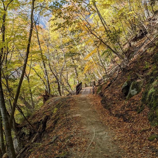 大山隱歧國立公園 🏔️🌳山林探險🚶🌲