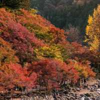  Korankei จุดชมใบไม้เปลี่ยนสีที่สวยมากในญี่ปุ่น