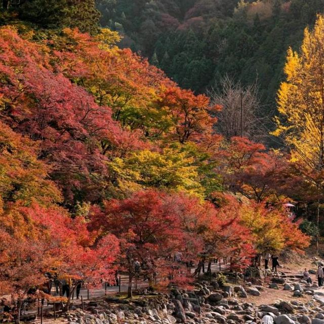  Korankei จุดชมใบไม้เปลี่ยนสีที่สวยมากในญี่ปุ่น