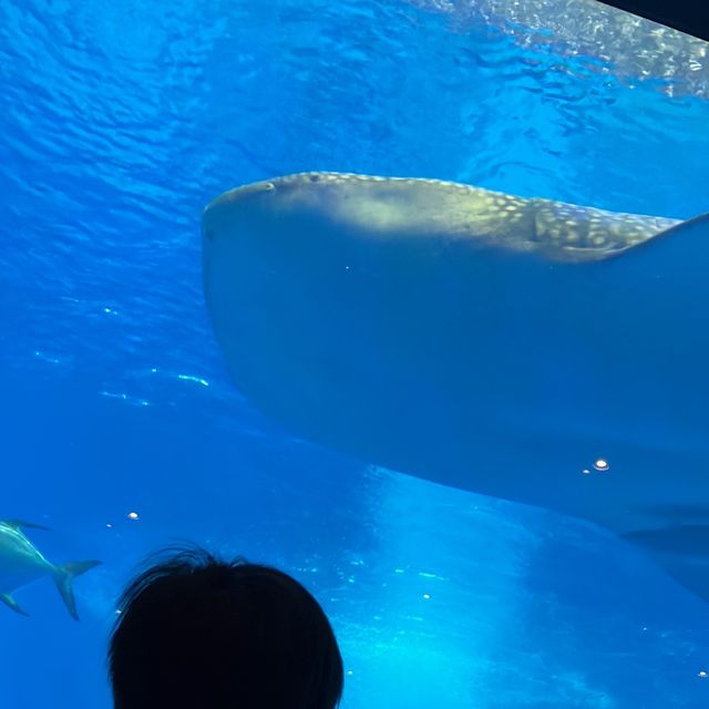 沖縄といえばジンベイザメのいる美ら海水族館🐟 沖縄といえばジンベイザメのいる美ら海水族館🐟