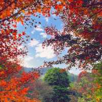 梨山 🍐🍁秋日中的山間🏞️🍂