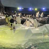 Asia Largest Birdpark - TIPS shared!