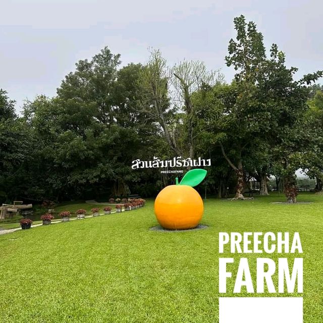 แอ่วสวนส้มปรีชา
(Preecha Farm)