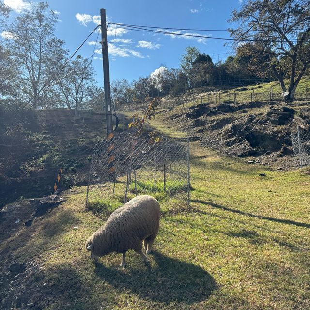 QingJing Farm - Taiwan 