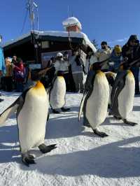 【北海道旅遊】旭山動物園企鵝仔巡遊，join day tour省心
