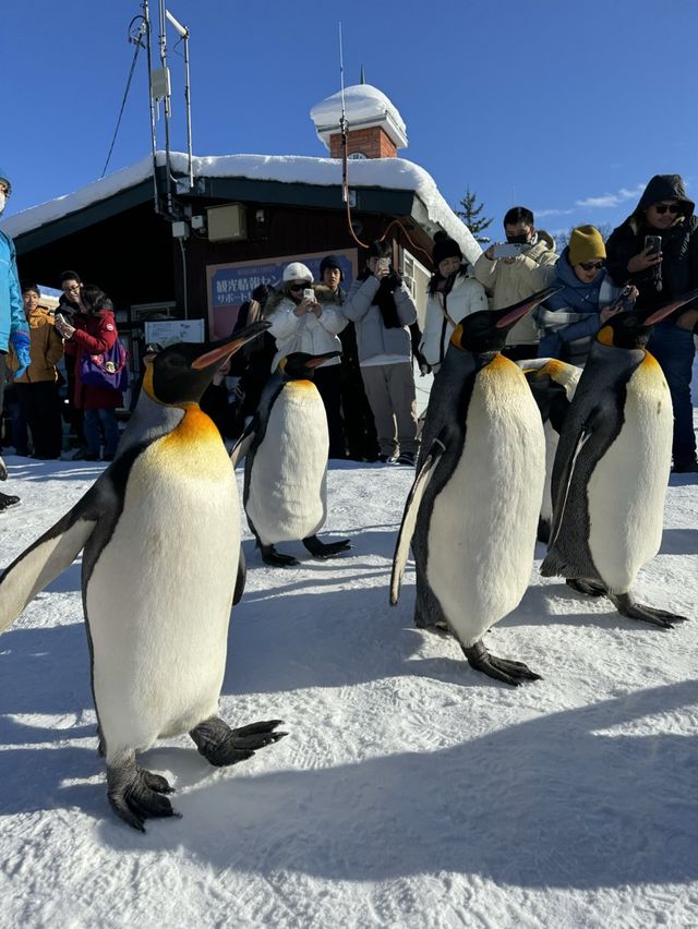 【北海道旅遊】旭山動物園企鵝仔巡遊，join day tour省心