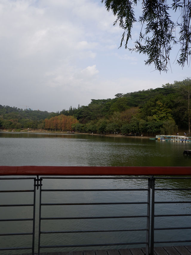 福田蓮花山公園，落羽松打卡景點