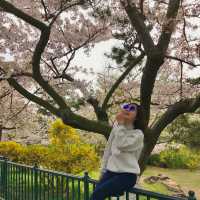 Cherry Blossom Splendor in Qingdao