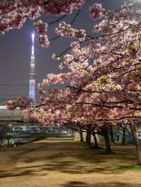 【ソメイヨシノよりひと足先に！🌸】仕事終わりに都内で見れる河津桜スポット紹介！☺️ 