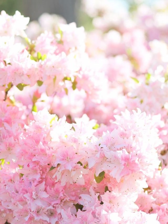 紐西蘭🇳🇿南島基督城｜Hagley Park 是看過最美的櫻花