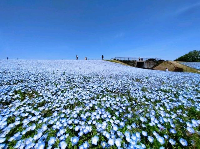  Seaside Park