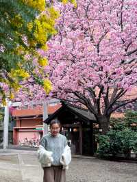 【東京】蔵前神社の早咲き桜とミモザの絶景コラボ