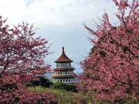 📍 Wuji Tianyuan Temple  🌸