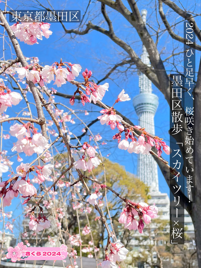 【スカイツリー×桜/墨田区】2024 ひと足早く、桜咲き始めています！