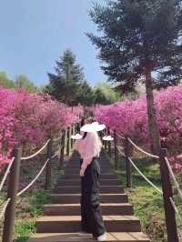 진잘래동산 벚꽃축제 인생샷🌸