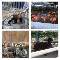 嘩嘩嘩🤩🤩令人大開眼界的上野動物園