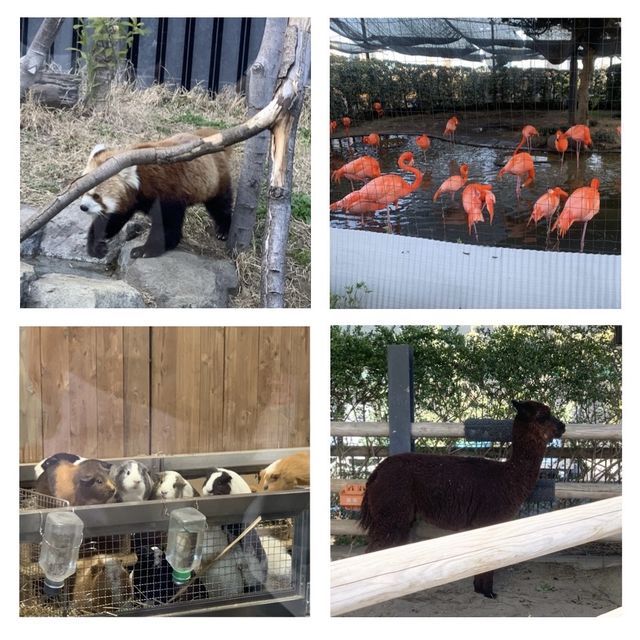 嘩嘩嘩🤩🤩令人大開眼界的上野動物園