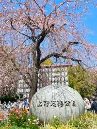 【上野駅・上野公園】2024上野にも春が来ています
