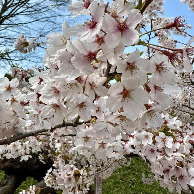 ซากุระในสวน “Goryokaku”🌸🌸🌸