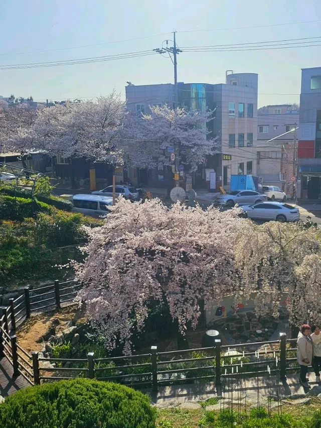 쏟아지는 능수벚꽃폭포