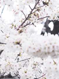 2024年　千鳥ヶ淵の桜！