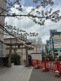 新宿花園神社～櫻花盛宴
