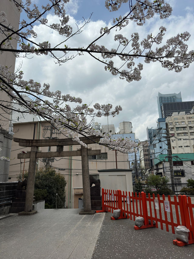 新宿花園神社～櫻花盛宴