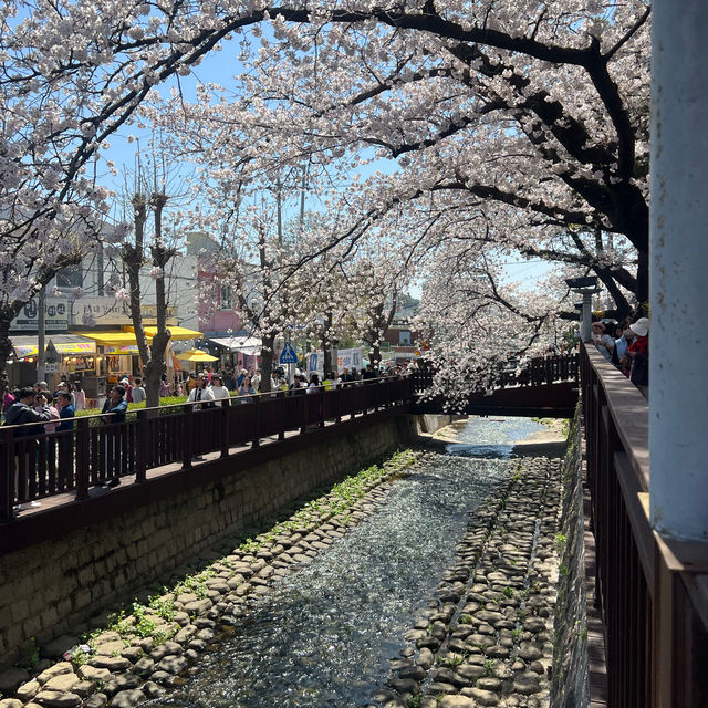 🌸 진해군항제 로망스 다리에서의 벚꽃 감상 🌸