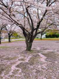 🌸「小倉城櫻花節」勝山公園：春天賞花好去處，全家大小休閒場所