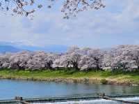 🌸【日本宮城縣】🌸白石川堤櫻花隧道，攝影愛好者和櫻花愛好者的天堂