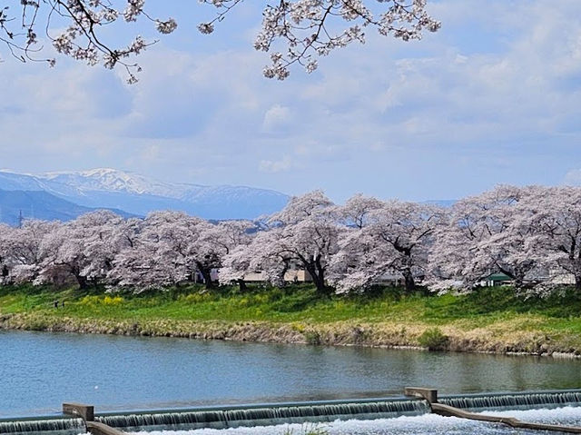 🌸【日本宮城縣】🌸白石川堤櫻花隧道，攝影愛好者和櫻花愛好者的天堂