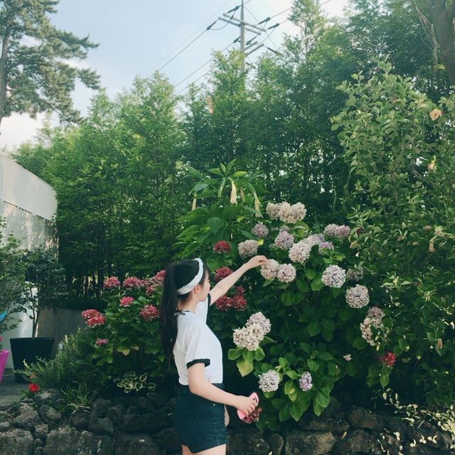 오설록 녹차밭 in 제주💚