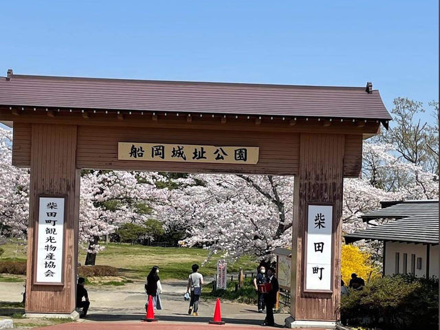 Cherry Blossom in Funaoka Castle Ruins Park