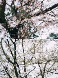🌸 ปั่นเรือหงส์ ชมซากุระที่ Inokashira Park