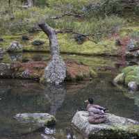 Public garden park in Hamilton, NZ