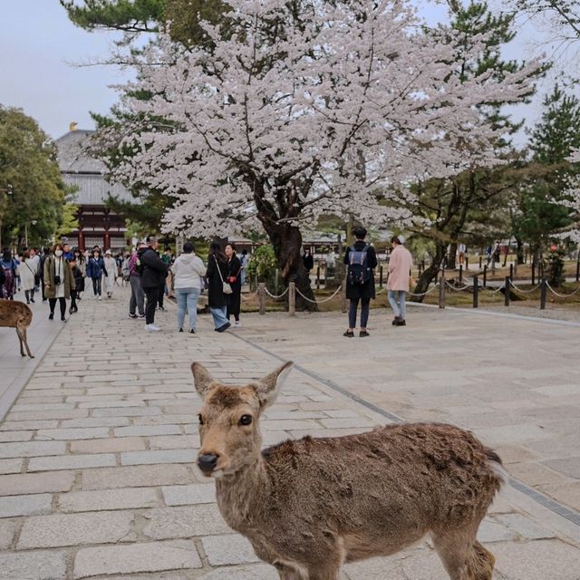 🇯🇵 Nara deer park | Feeding crackers to well-mannered deer 🙇‍♂️