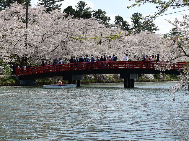 弘前公園櫻花適合春天遊玩