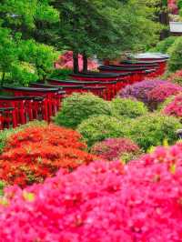 根津神社杜鵑花祭