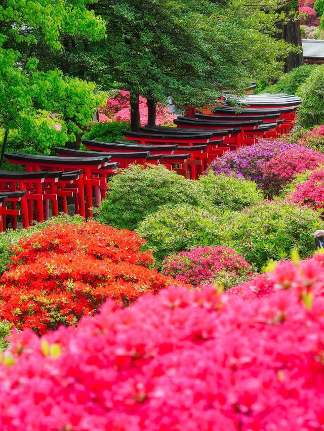 根津神社杜鵑花祭