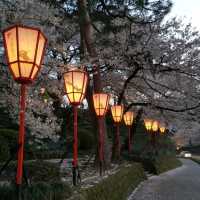 Cherry Blossom at Kanazawa Castle Park