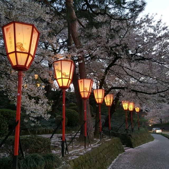 Cherry Blossom at Kanazawa Castle Park